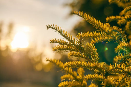 Evergreen Packaging Announced Student Sustainability Leadership Winners Valdamarkdirect.com